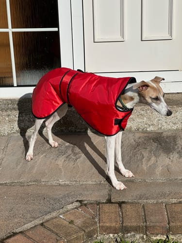 Customer photo review of Vetra - Warm Sighthound Coat with Zip Harness Hole