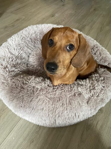 Customer photo review of Puppery Hundebett Wolke 7 - Das Original