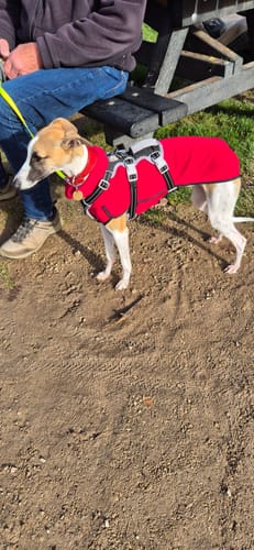 Customer photo review of Fleece Sighthound Base-Layer Coat with Underbelly and Snood