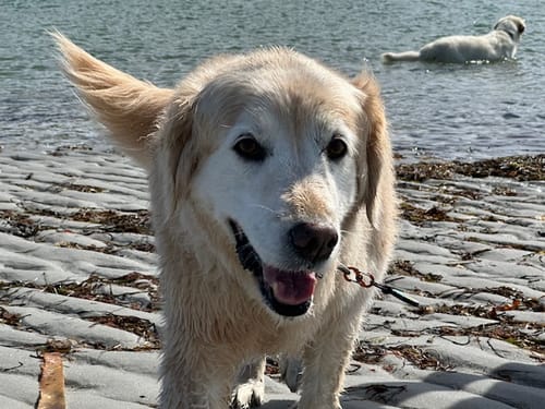 Customer photo review of ProDenta