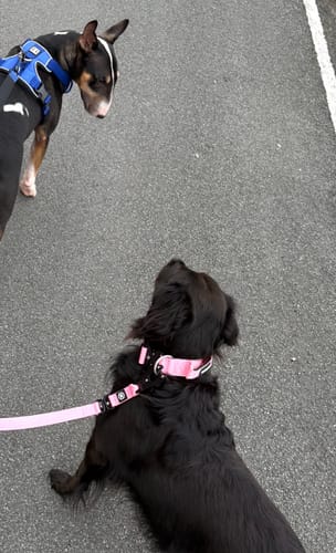 Naomi T. review of 4cm Combat® Collar | Handle & Rated Clip - Pink image 1 out of 2