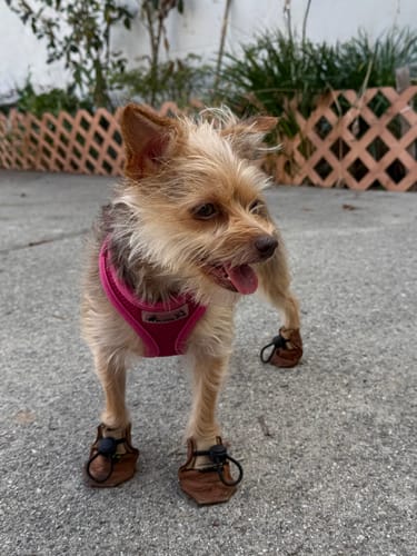 Customer photo review of The Lariat Cinch - Dog Boots