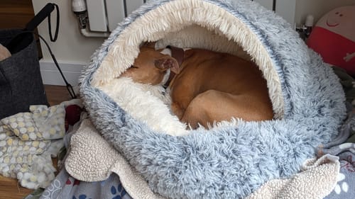 Customer photo review of Super Plush Cove Bed