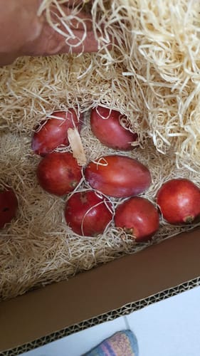 Customer photo review of Mango & Granatapfel Retterbox %