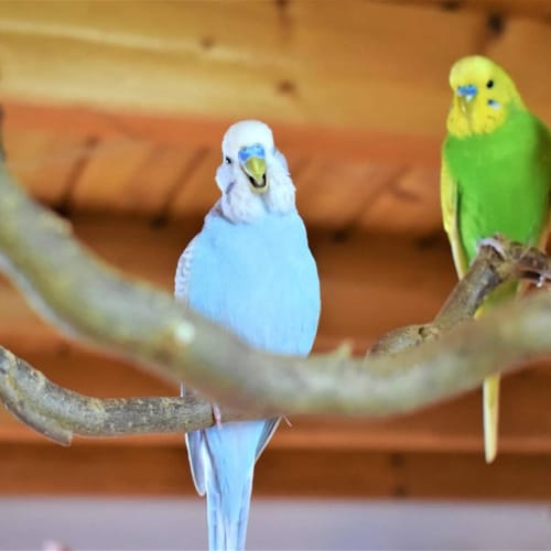 Customer photo review of Welli Mix Wilde Wiese