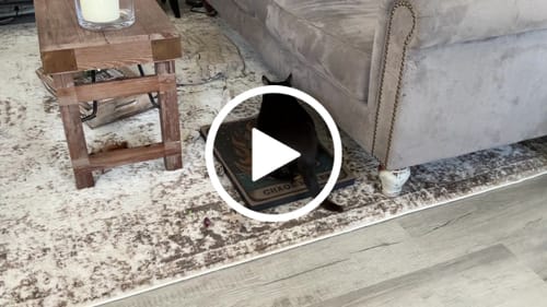 Customer video review of Chaos Maker - Luxury Cat Scratching Board