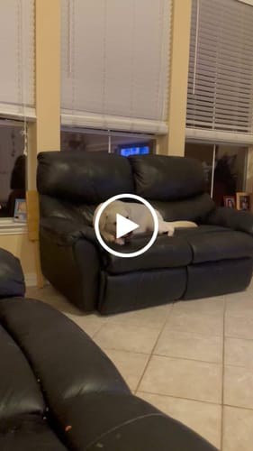 Customer video review of Strawberry Yak Chews