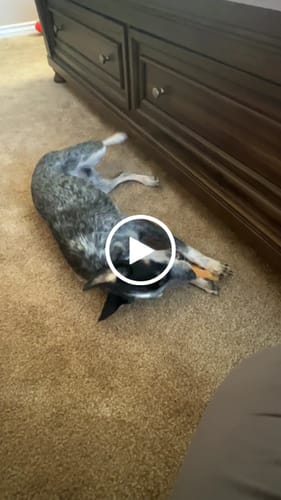 Customer video review of 4-Stick Yak Chew Pack – Mint, Banana, Strawberry & Pumpkin