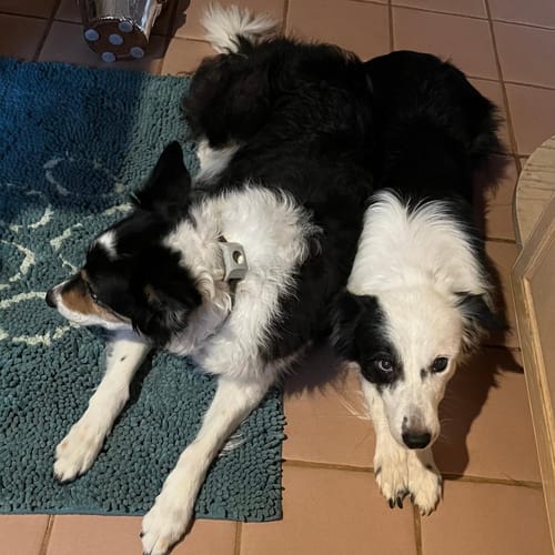 Customer photo review of FurLife™ 12 Months Flea and Tick Free
