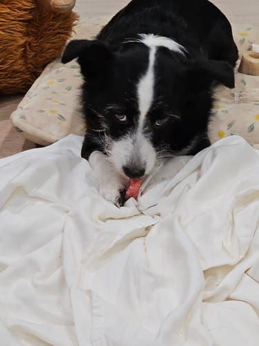 Customer photo review of Long-Lasting Yak Chews — 6 Flavor Pack