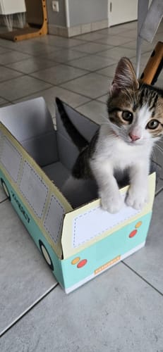 Avis photo d'un client sur Coffret Découverte Chaton - 1kg Croquettes + 8 Pâtées + 3 probiotiques