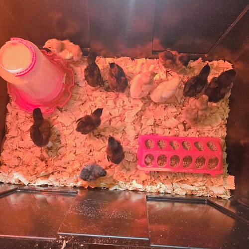 Customer photo review of 6 or 12 Mystery Chick Pack "Rare & Designer Breed Assortment" (Unsexed)