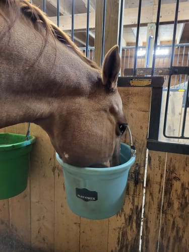 Customer photo review of The Hay Chix® Favorite Bucket (Perfectly Imperfect)