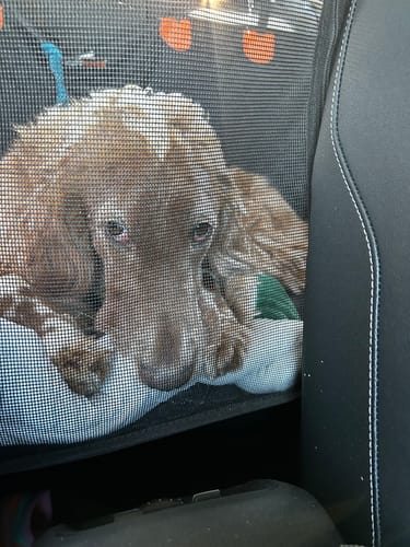Customer photo review of RuffRover 2.0™ - Hard Bottom Dog Car Seat Protector + (FREE Dog Bed)
