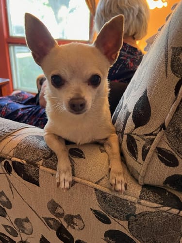 Customer photo review of Dry or Wet Cough Formula for Dogs, 30-Day Supply