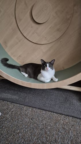 Sylvia J. review of Elmato Katzenlaufrad Rocky Standmodell image 1 out of 1