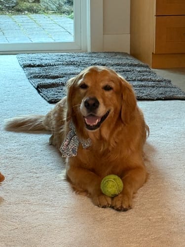 Customer photo review of Tucker's Gold 1000MG