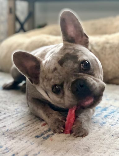 Customer photo review of 4-Stick Yak Chew Pack – Mint, Banana, Strawberry & Pumpkin
