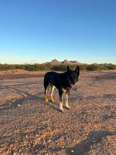 Customer photo review of WagWellie® Single