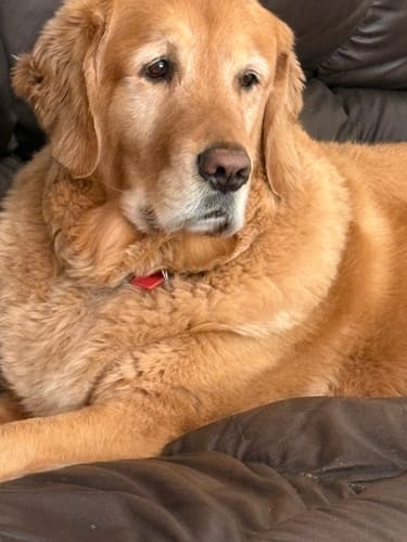 Customer photo review of All Natural Baked Biscuits - 10 oz