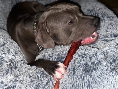 Customer photo review of 12 Inch Mega Monster Bully Stick (LIMITED)