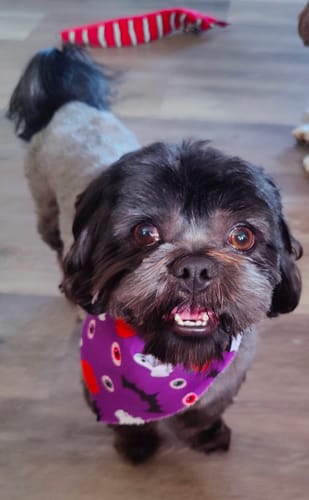 Customer photo review of Belly Buddies Probiotics for Dogs