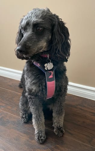 Customer photo review of Non-Stop Dogwear Line Harness 5.0 Rachel Pohl Edition