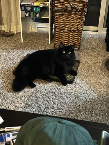 Customer photo review of Sardine Tin - Luxury Cat Scratching Board