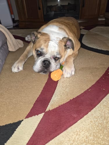 Customer photo review of Blueberry Yak Chews