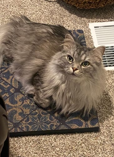 Customer photo review of Mediterranean Tile - Luxury Cat Scratching Board
