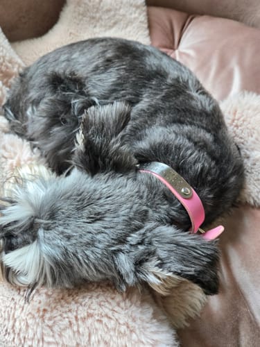 Customer photo review of Strap Replacement for Existing Dog Collars