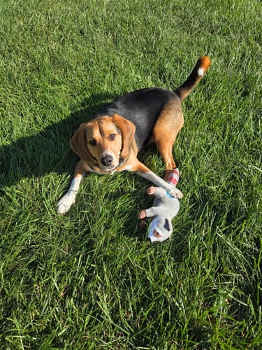 Customer photo review of Clean Earth Plush - 100% Sustainable