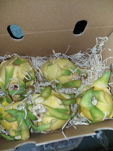 Customer photo review of Drachenfrucht gelb Bio Retterbox