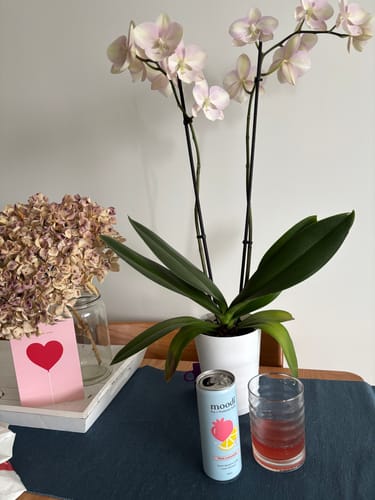 Customer photo review of Pre + Probiotic Soda