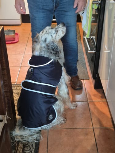 Customer photo review of STORM GUARD Dog Coat with Harness Hole
