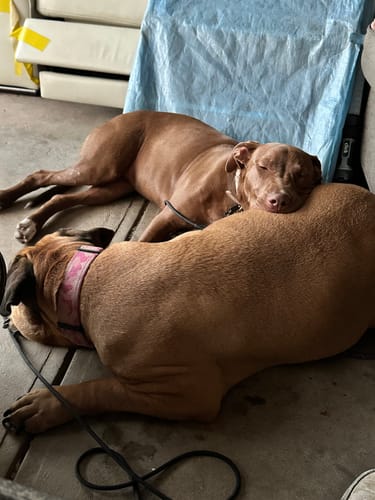 Customer photo review of Kangaroo Trainers (High value treats) - Large Dogs