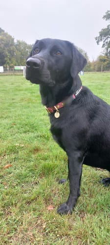 Susan review of Waterproof Collar - Mulberry (Gold Hardware) image 1 out of 1