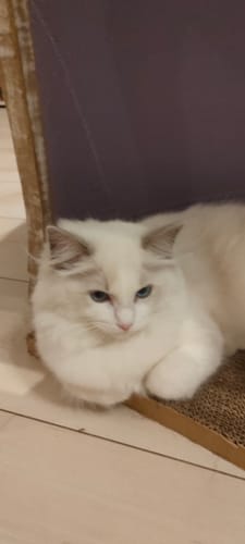 Customer photo review of Umido gatto formula Salmone Selvaggio