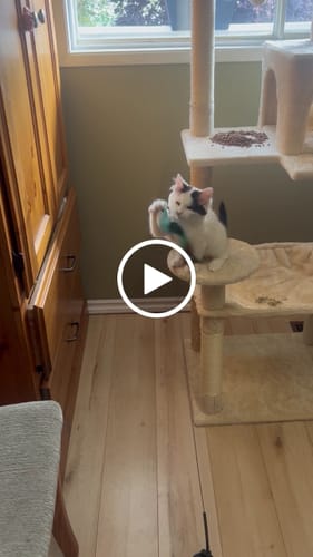 Customer video review of Interactive Bird Simulation Cat Toy Set | Leo's Paw