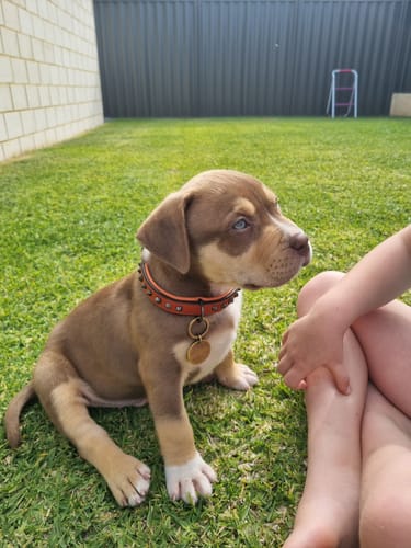 Customer photo review of Hand Made Leather Dog Collar - Ruthless Orange & Black (Slim Fit)