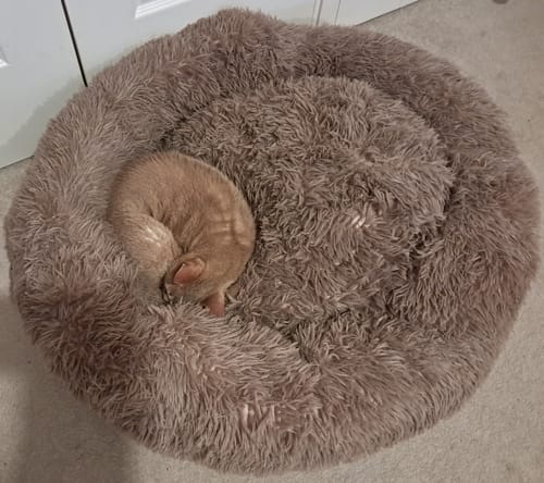Customer photo review of Calming Donut Bed - Light Brown
