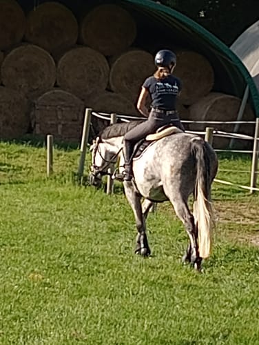 Customer photo review of Strotonin Horse Support