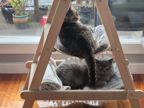 Customer photo review of Multifunctional A-Frame Hammock Cat Climbing Frame - Height 113cm