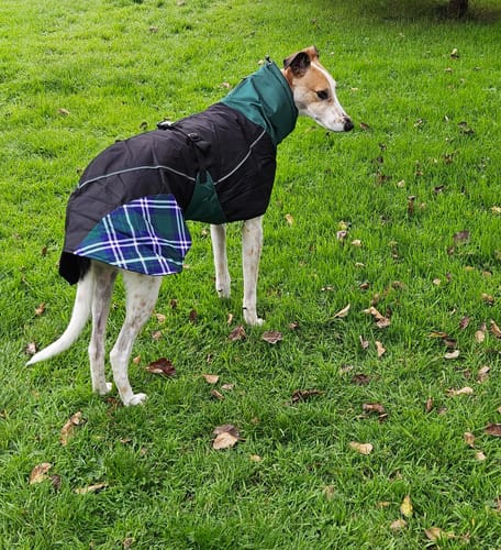 Customer photo review of Felton - Sighthound Coat with Underbelly and Harness Hole