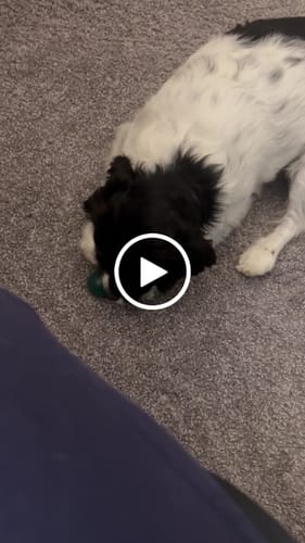 Customer video review of 4-Stick Yak Chew Pack – Mint, Banana, Strawberry & Pumpkin