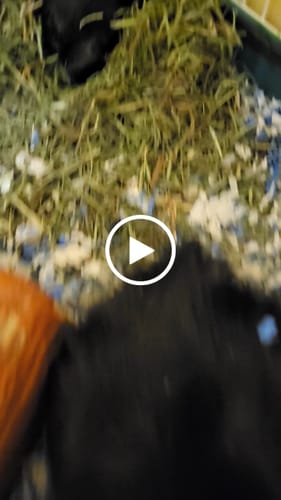 Customer video review of GuineaDad Timothy Hay Bar for Guinea Pigs (5 Pack)