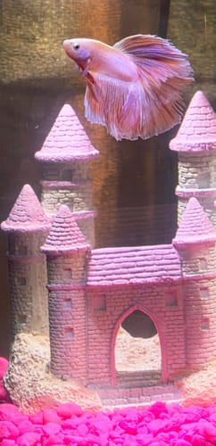 Customer photo review of Pink Halfmoon Male Betta Fish | You Pick Fish | Order Directly From Farm