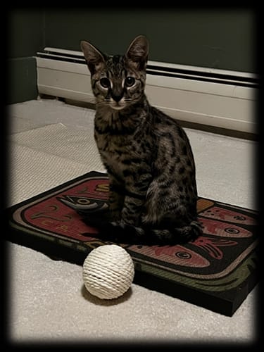 Customer photo review of Sardine Tin - Luxury Cat Scratching Board