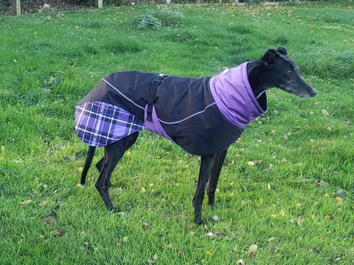 Customer photo review of Felton - Sighthound Coat with Underbelly and Harness Hole
