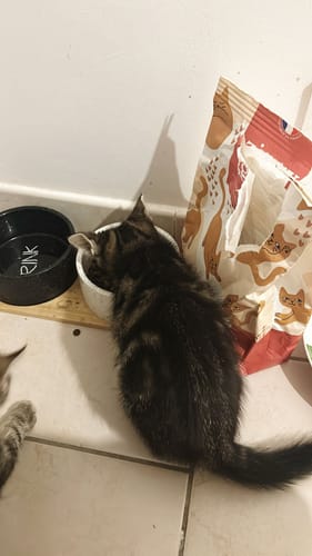 Avis photo d'un client sur Croquettes Chaton Sans Céréales - Poulet & Huile de Saumon